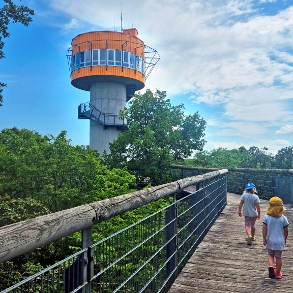 Der Aussichtsturm ragt über die Baumkronen und markiert den höchsten Punkt des Rundgangs
