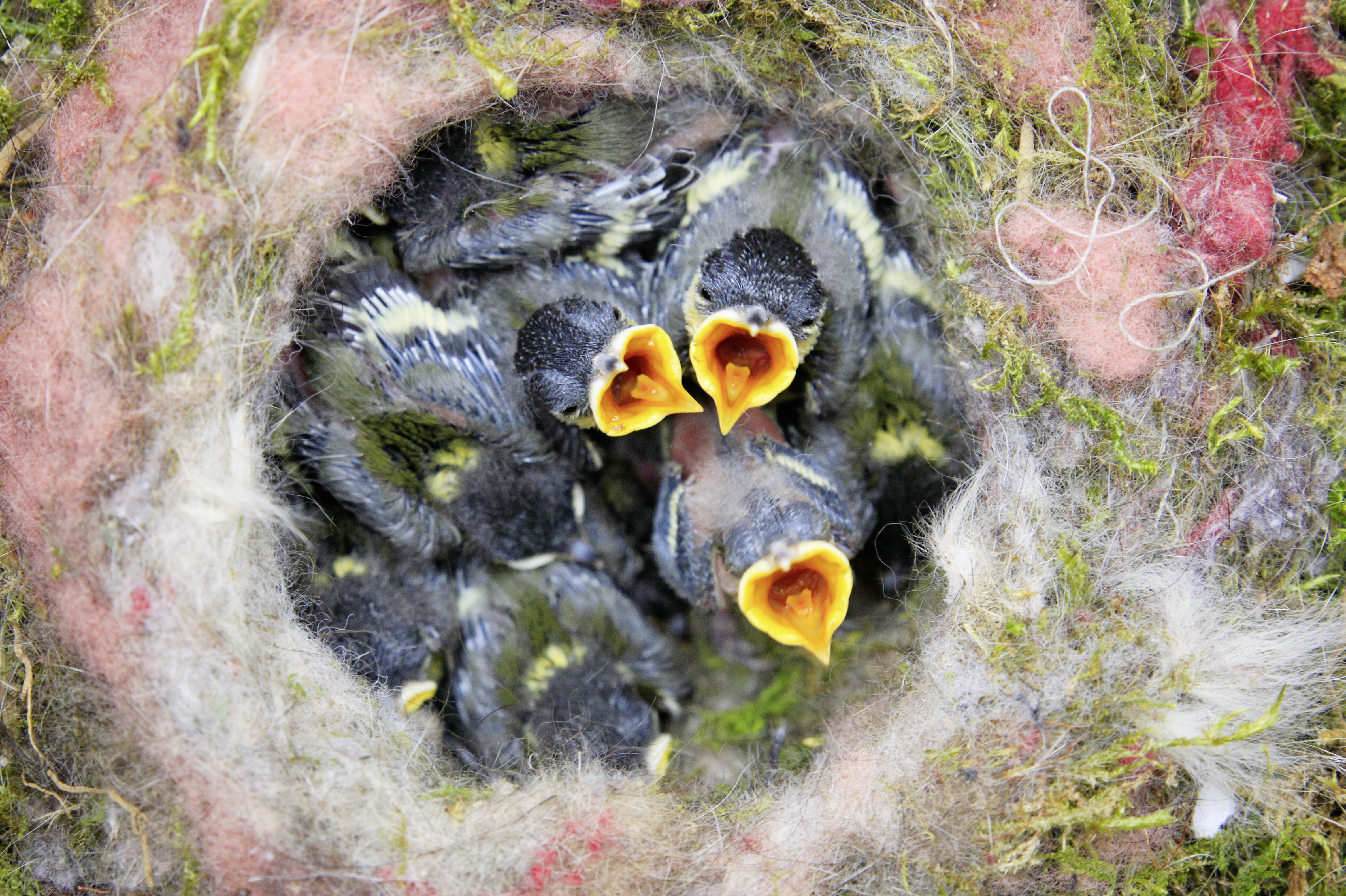 Vogelnest