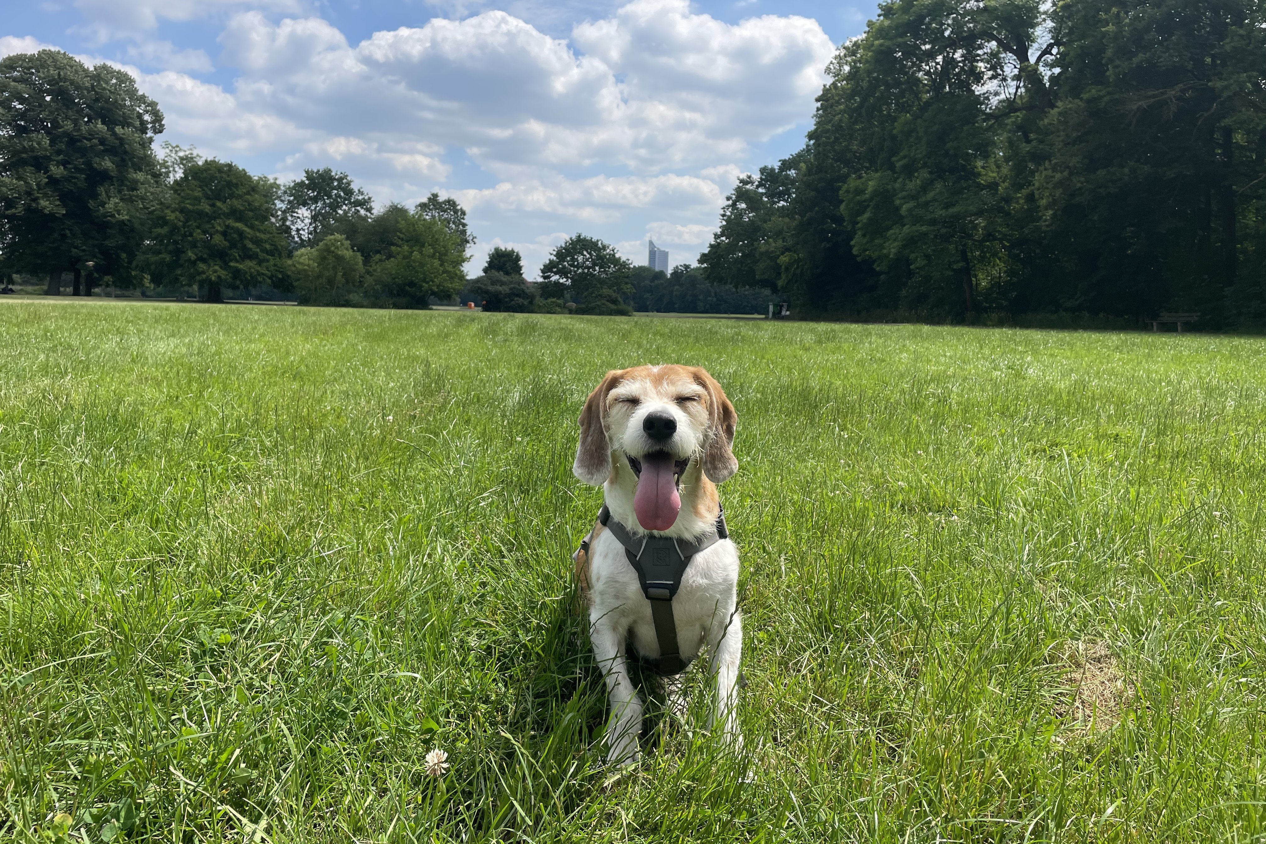 Hund sitzt auf einer Wiese in Leipzig