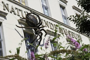Die markante Spinne am Naturkundemuseum ist namensgebend für die Abschlussausstellung
