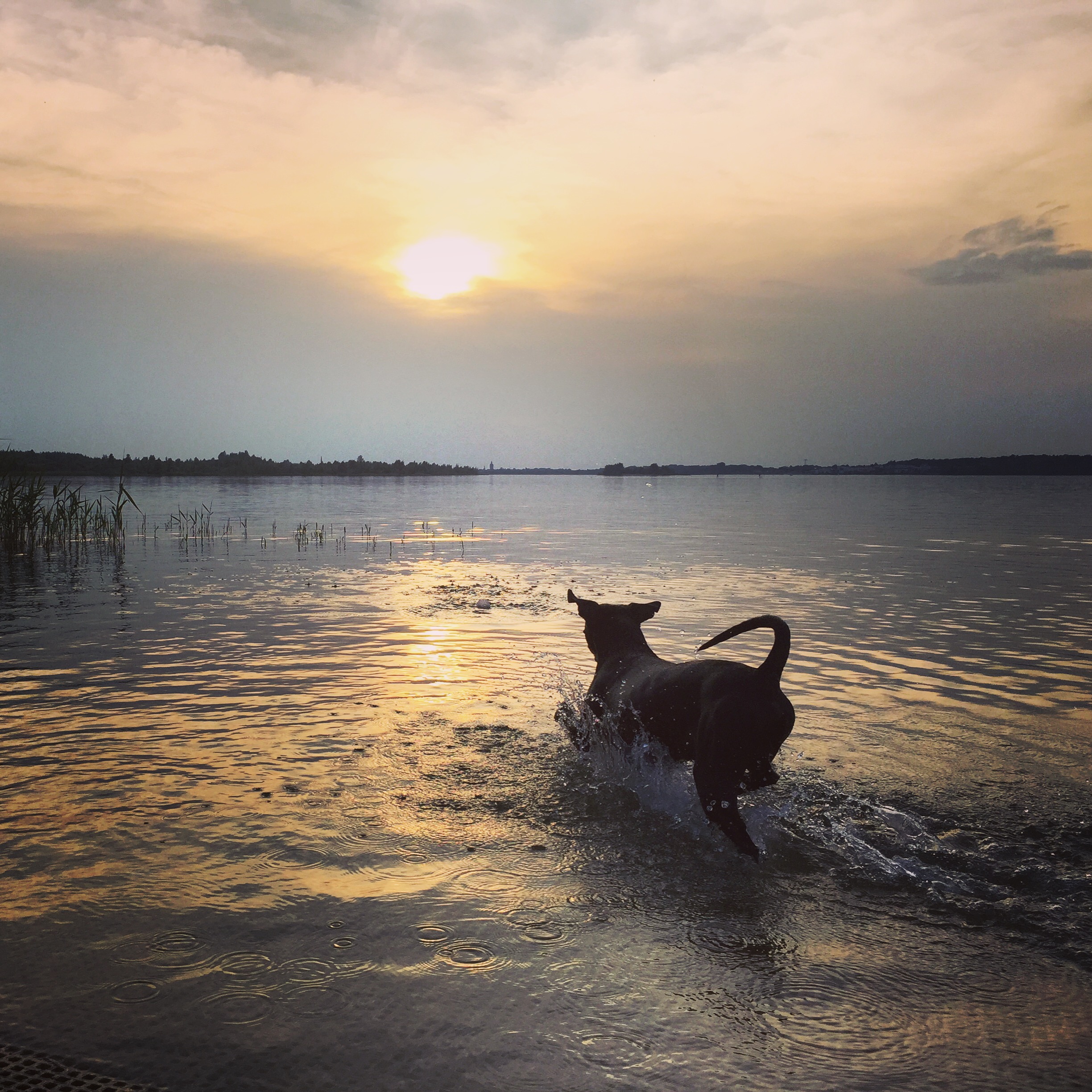 Hund im Wasser beim Sonnenuntergang am Ammelshainer See 