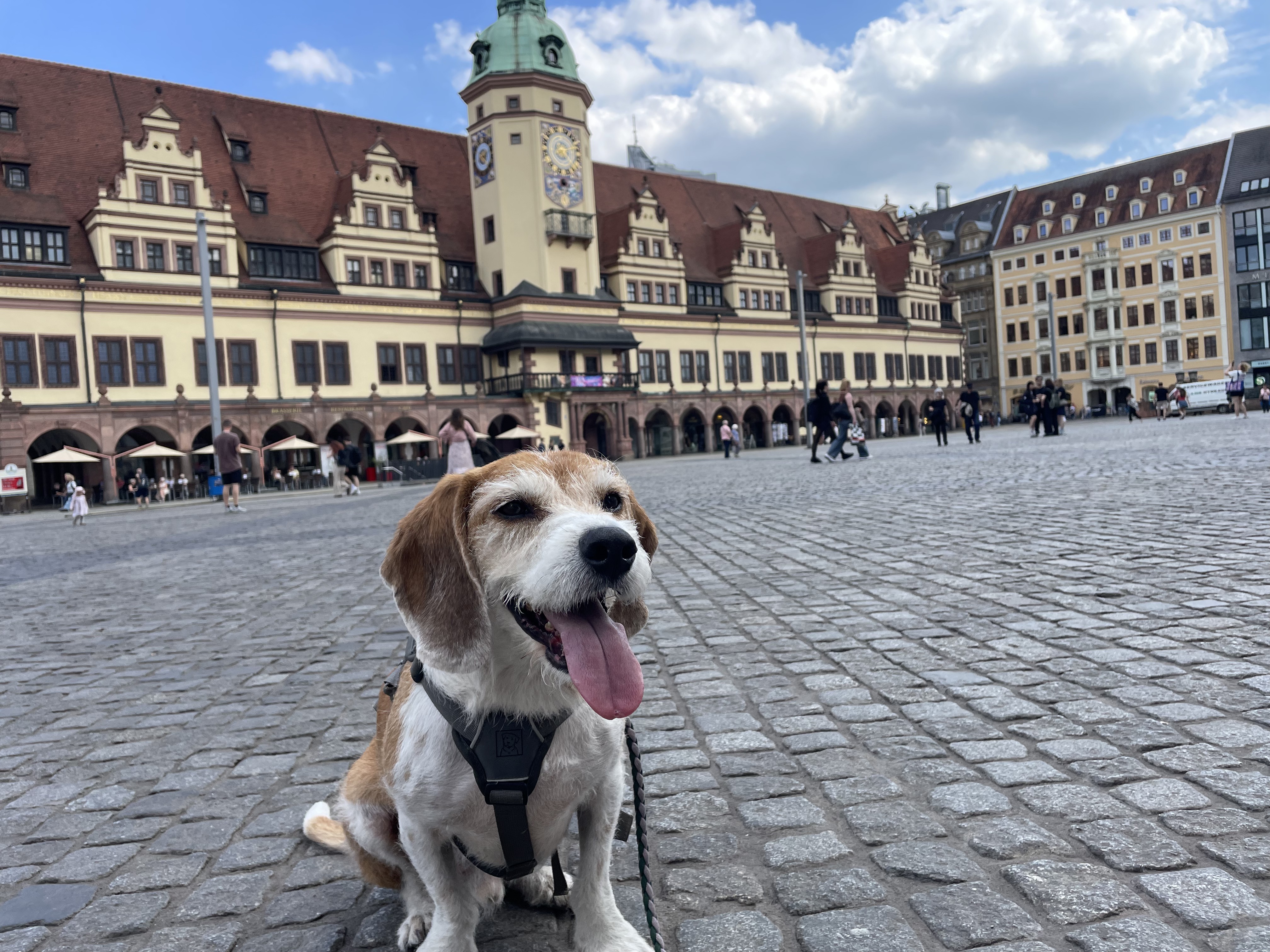 Marktplatz in Leipzig mit Hund