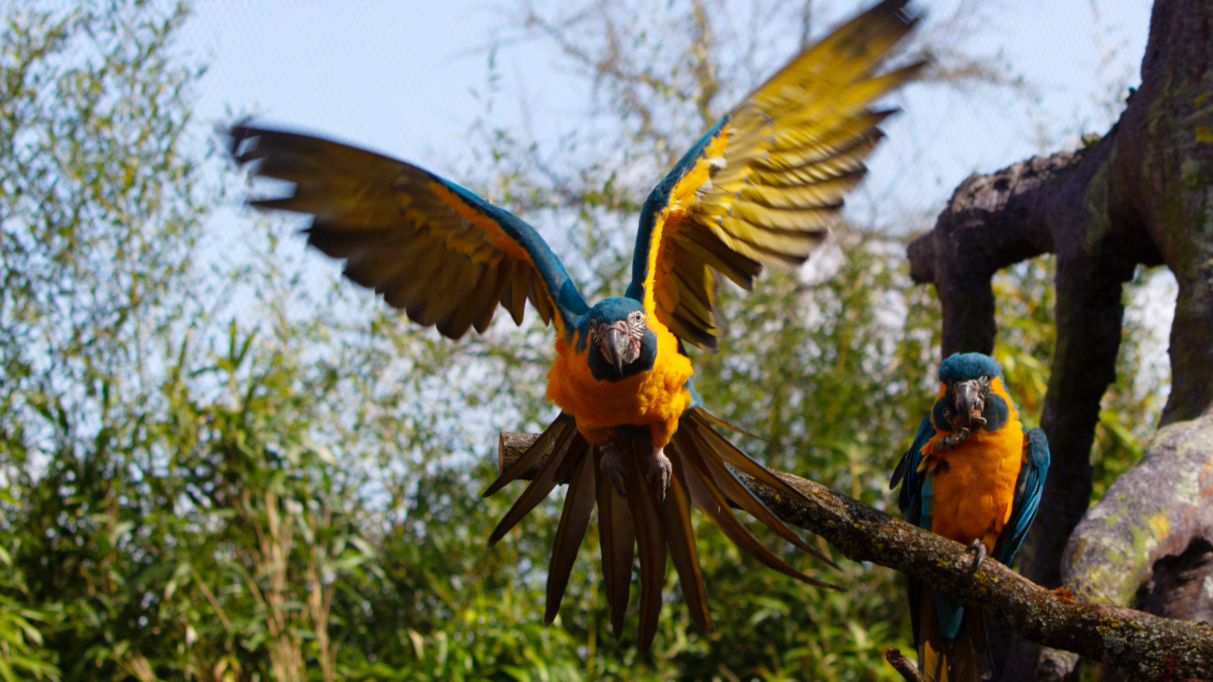 Blaukehlaras im Zoo Leipzig
